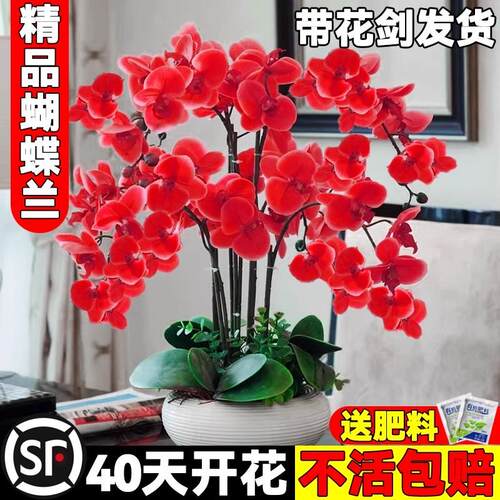 蝴蝶兰花苗带花剑带花苞盆栽兰花