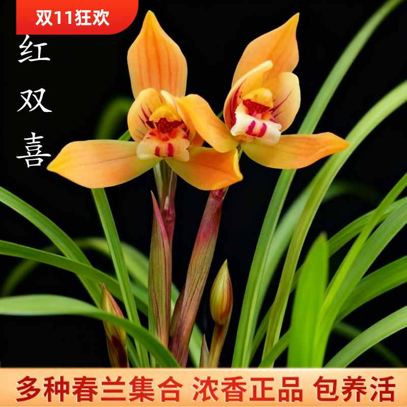 春兰系列兰花苗 红双喜 白雪冰心高品质浓香型花卉绿植室内外好养