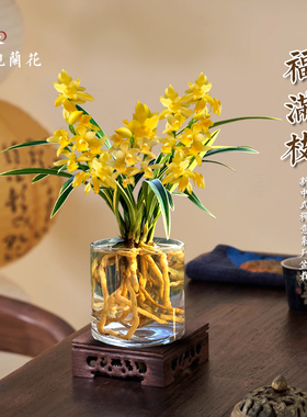 水培香水兰花金黄色室内植物浓香四季建兰花卉耐寒植物冬季带花苞