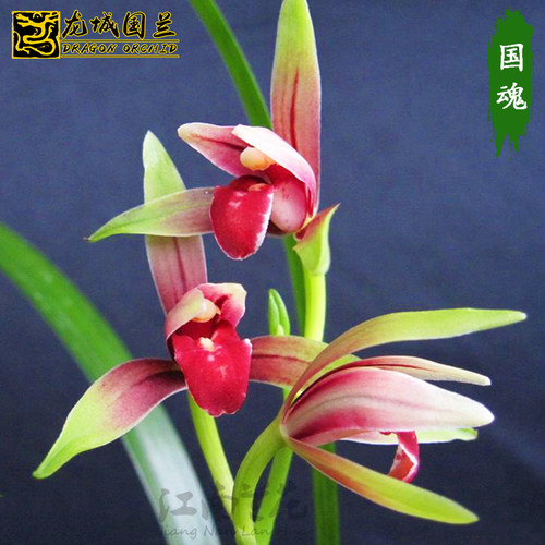 绿植建兰盆栽好养花卉包邮
