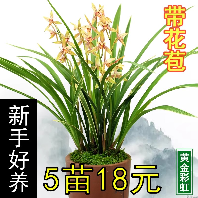 金边兰花黄金彩虹夏秋带花苞