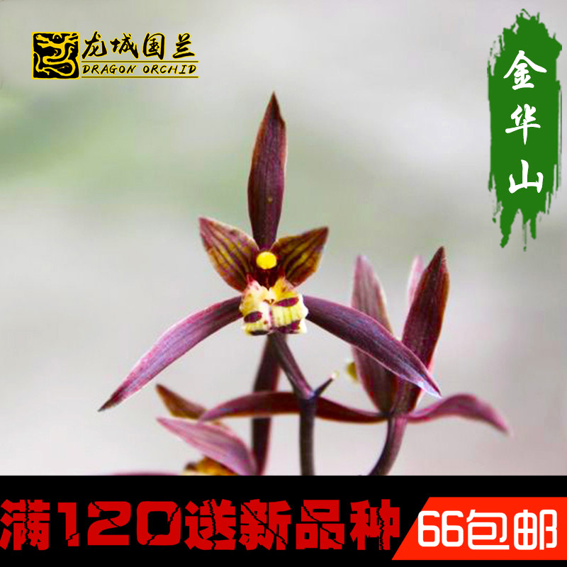 墨兰报岁兰 金华山 线艺兰花苗 促销好养易活室内花卉绿植兰草