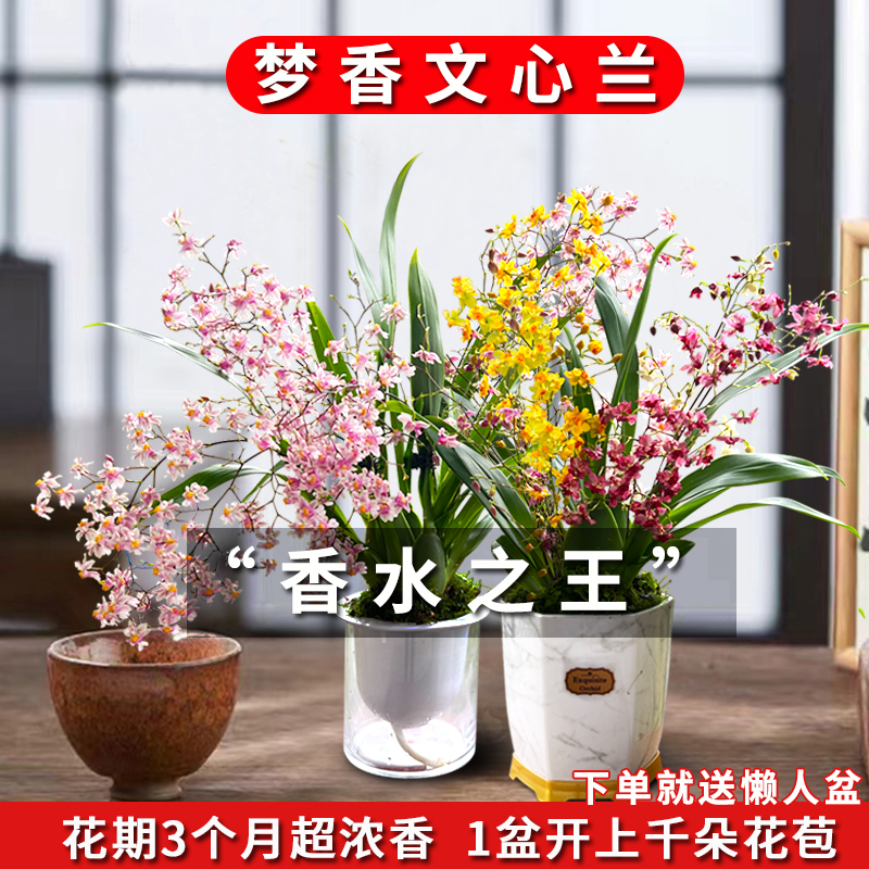香水文心兰梦香带花苞