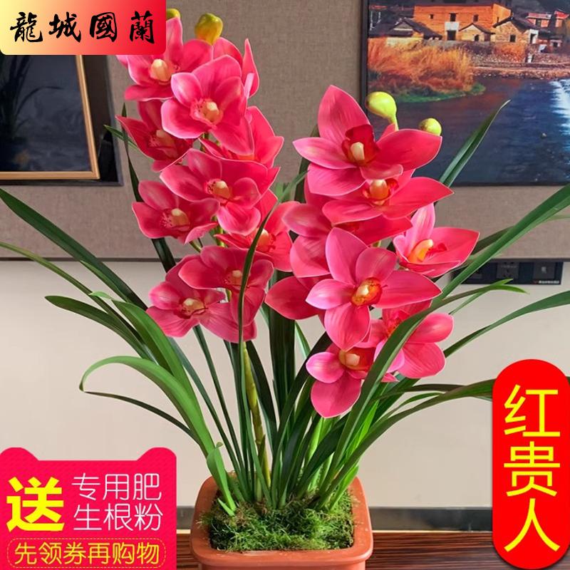 浓香型兰花苗四季好养建兰花