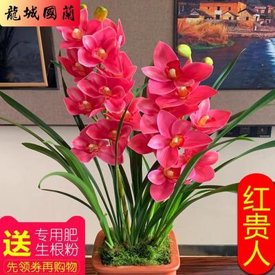 浓香型兰花苗四季好养建兰花