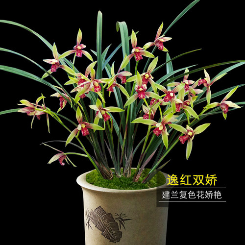带花苞兰花苗建兰小国魂逸红双娇