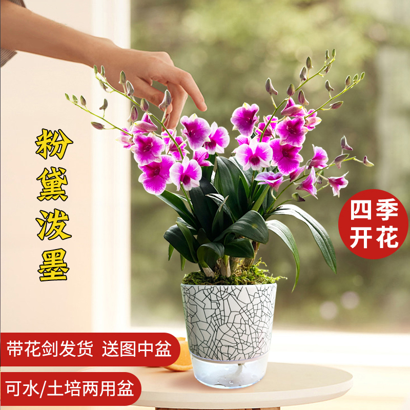 粉黛泼墨石斛兰盆栽带花水培花卉