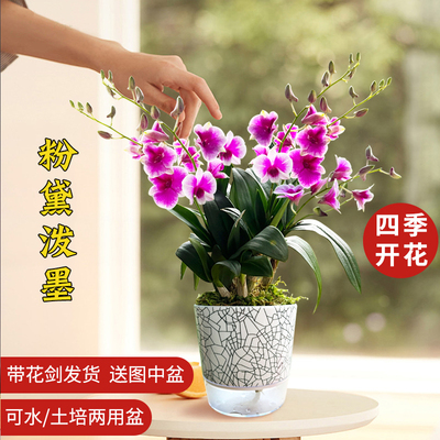 粉黛泼墨石斛兰盆栽带花水培花卉