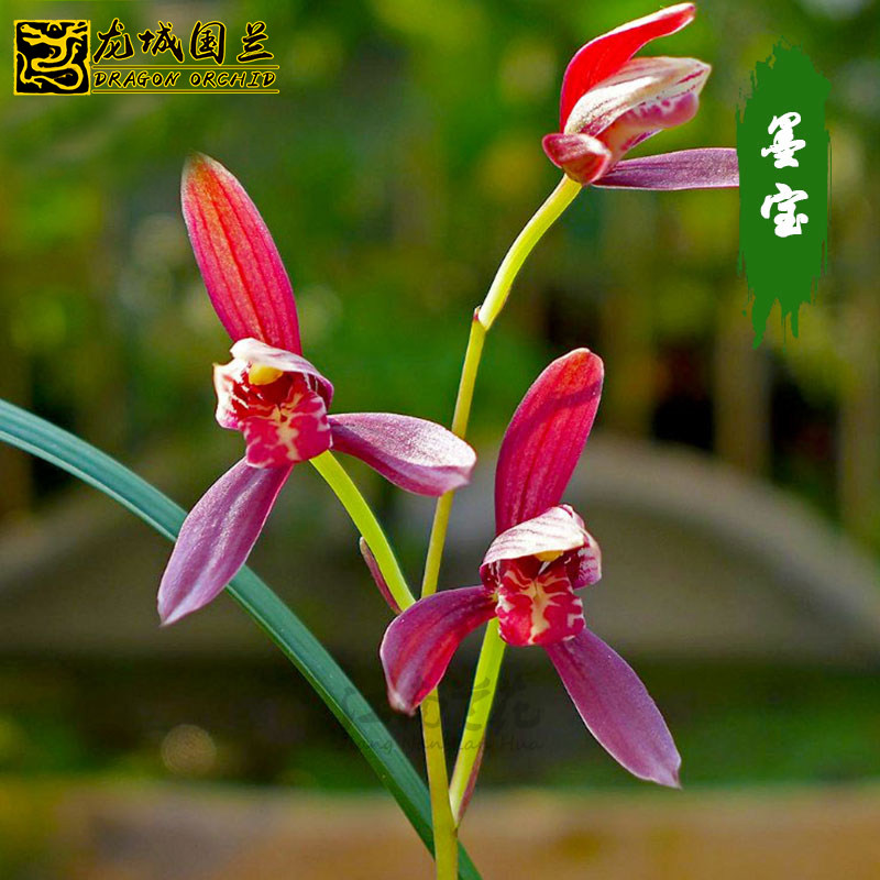 现带浓香花苞墨宝建兰四季兰花苗