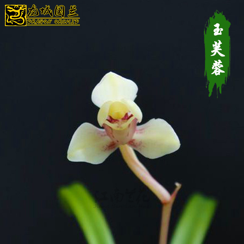 精品珍藏建兰四季兰花苗 玉芙蓉 夏带花苞出售 好养花卉绿植盆栽