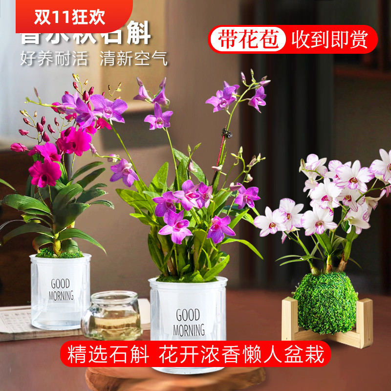 秋石斛系列 带花苞出售品种多样四季来花送盆水培绿植 室内外好养