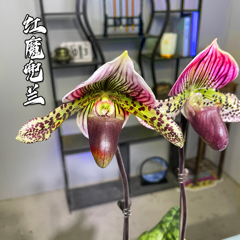 红魔兜兰盆栽带花苞四季开花