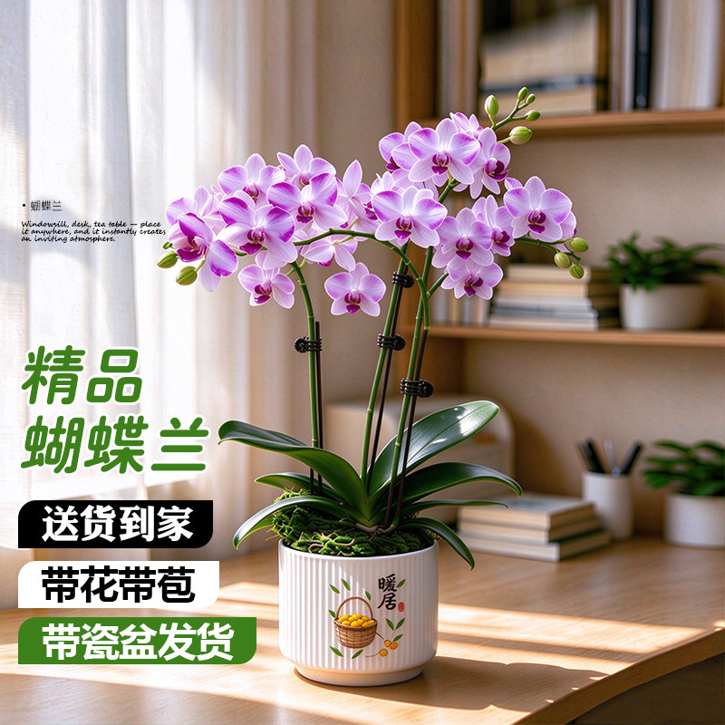 蝴蝶兰盆栽带花剑花苞客厅办公室桌面四季好养花卉绿植开业绿植