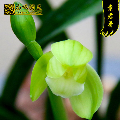 兰花苗红月国魂素君荷建兰花苞