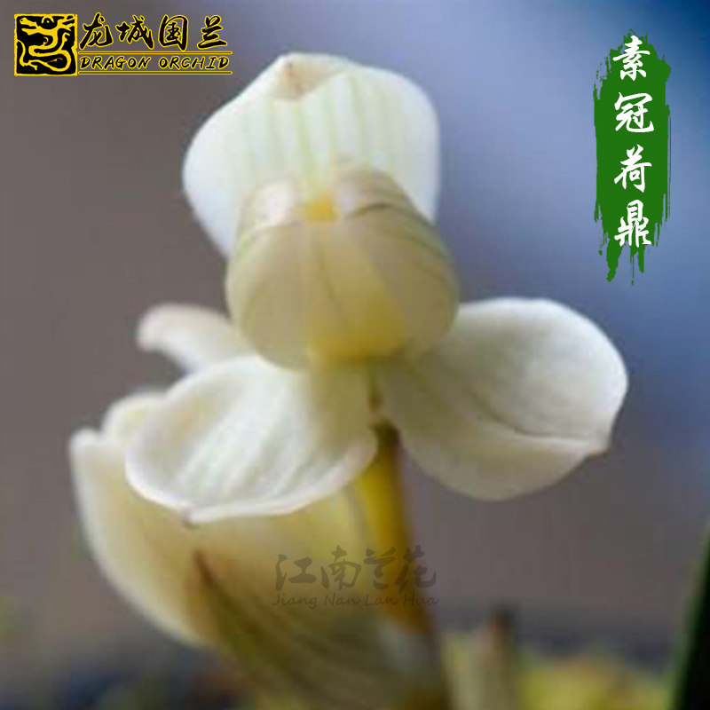 高档莲瓣兰 素冠荷鼎 白色花苞素心荷瓣浓香兰花苗好养花卉盆栽草