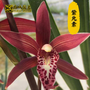 墨兰报岁兰兰花苗 紫元素 冬带浓香花苞出售 好易养绿植花卉盆栽