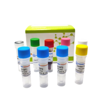 模板锁定染色体步移试剂盒 KX Genome Walking Kit