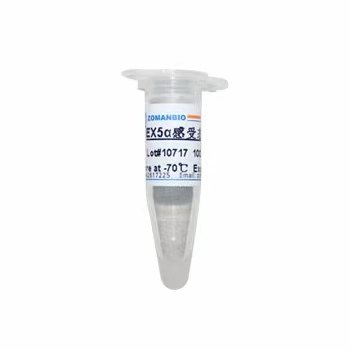 DH5α感受态细胞BL21、DB3.1、Stbl3、GV3101、EHA105、K599克隆