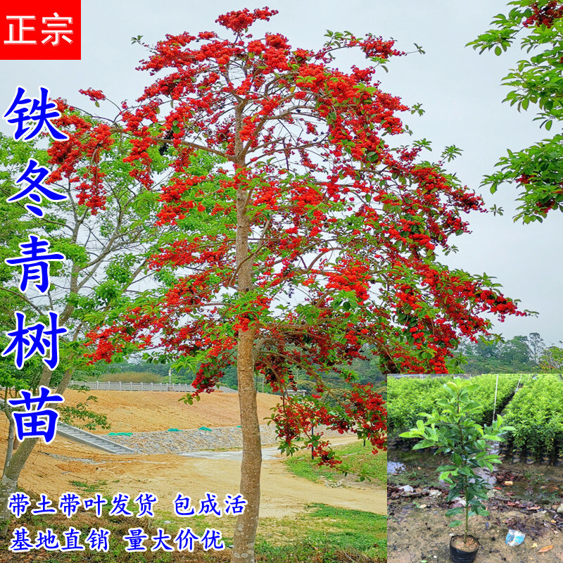 红果铁冬青树苗嫁接苗白银木万紫千红苗四季常绿行道庭院绿化观赏