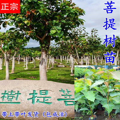 正宗菩提佛门庭院镇宅金刚树苗