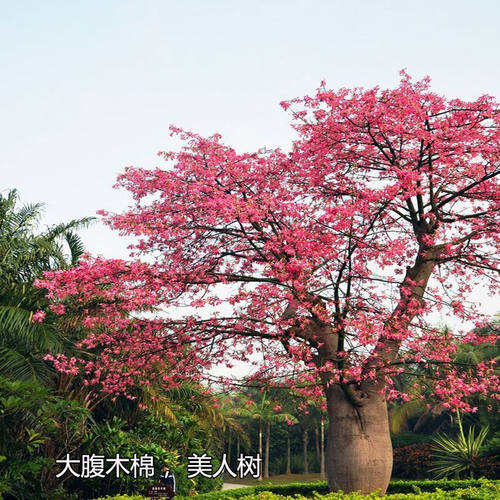 美丽异木棉树苗美人树大腹木棉苗木棉花酒瓶树庭院小区行道风景树