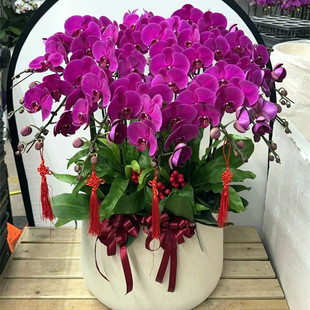 杭州蝴蝶兰盆栽同城速递送杭州鲜花蝴蝶兰盆栽同城速递送开业乔迁