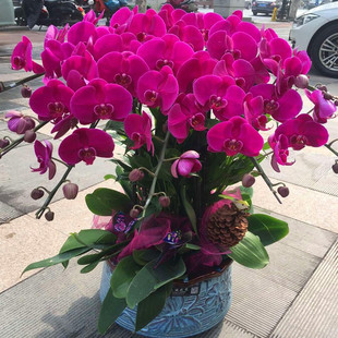 杭州鲜花蝴蝶兰盆栽同城速递送开业乔迁新年中秋领导客户长辈生日