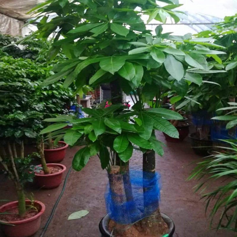 杭州鲜花发财树盆栽办公室