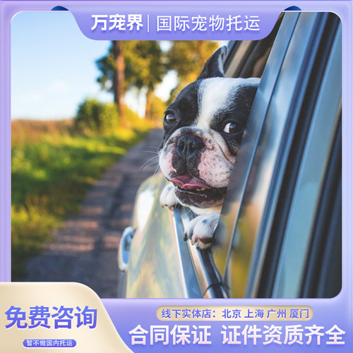 悉尼猫咪狗狗客舱内新西兰墨尔本