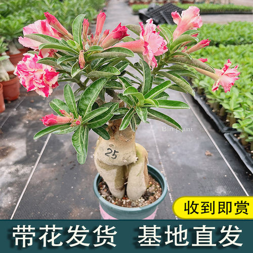 沙漠玫瑰四季开花勤花