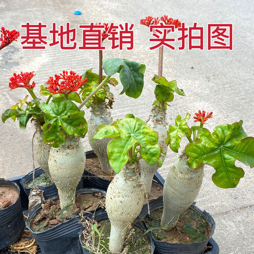 佛肚海棠小众好养植物