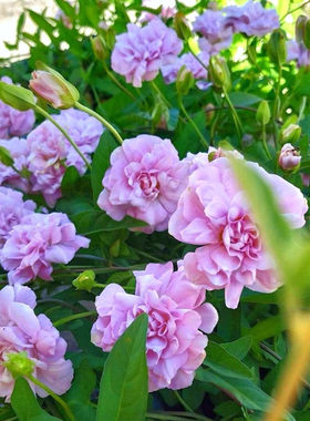 缠枝牡丹 藤牡丹 多年生耐寒宿根庭院花园室内爬藤植物重瓣粉色