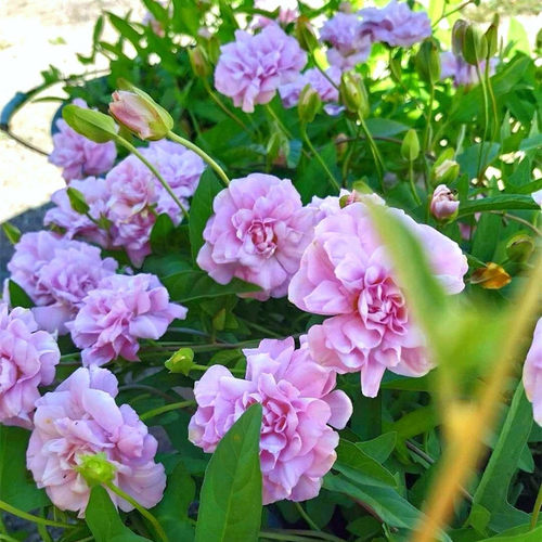 缠枝牡丹 藤牡丹 多年生耐寒宿根庭院花园室内爬藤植物重瓣粉色