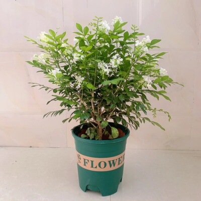 九里香盆栽 带花苞 开花浓香白色 多季节开花阳台庭院植物容易