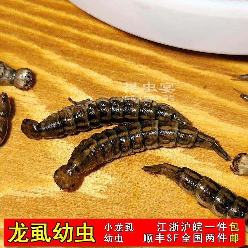 新鲜龙虱幼虫冷冻小幼虫非黑龙虱水老鳖水龟子射尿龟食用昆虫生鲜