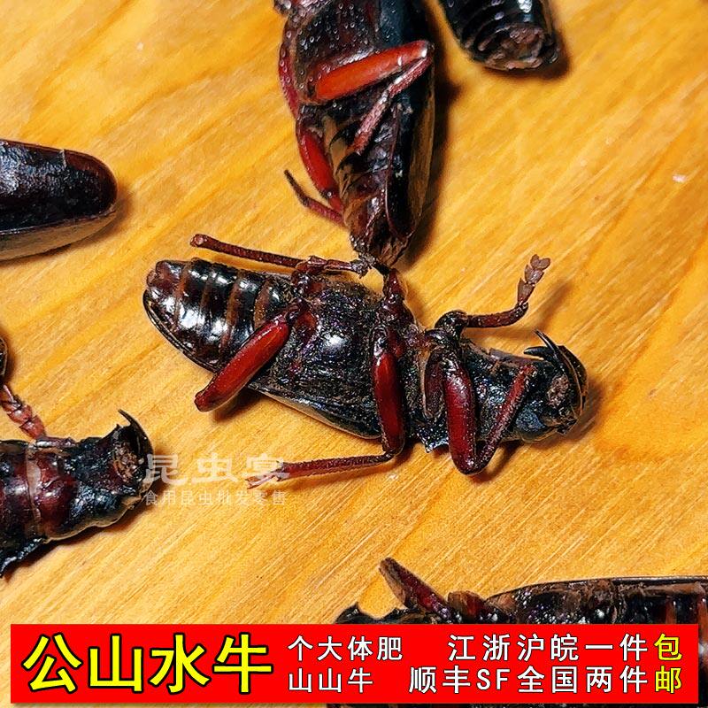 公山水牛食用昆虫山牛牛虫烧烤美味山山牛水牛子通货公牛新鲜冷冻