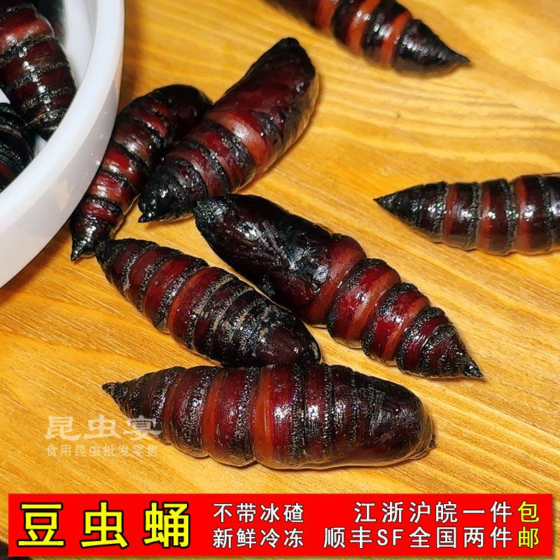 苏北豆天蛾豆虫蛹大青虫食用昆虫高蛋白油炸虫蛹全国2件包邮顺丰