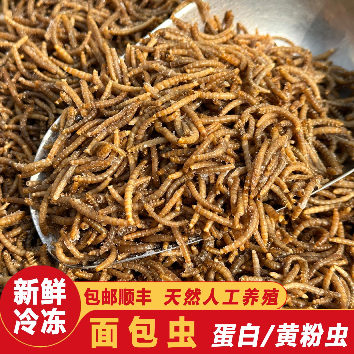冷冻面包虫黄粉虫食用昆虫高蛋白质金粉虫特色油炸烧烤虫子美食味