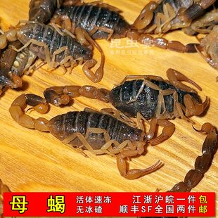 沂蒙山特产东亚钳蝎冷冻十足母蝎非活蝎子王府井街头烧烤全蝎昆虫