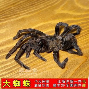 海南新鲜冷冻大蜘蛛完整10只一盒速冻黑大个越南王府井街头捕鸟蛛
