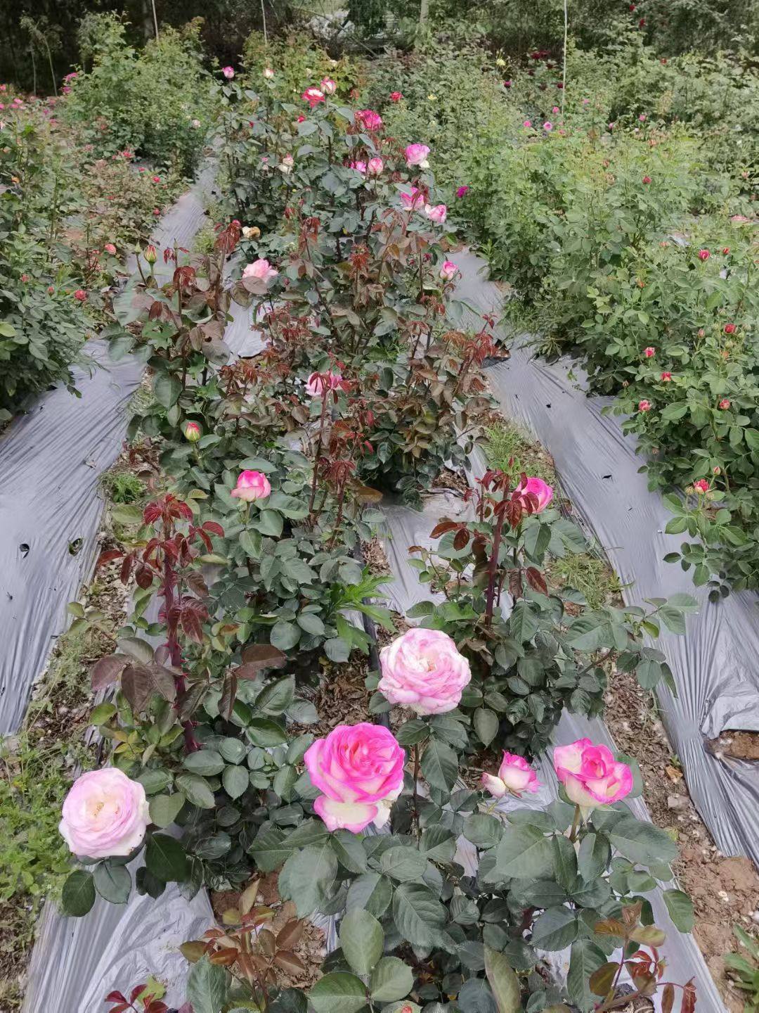 钟爱月季裸根苗灌木微月好养浓香勤花丰花四季大花（三颗包邮）,鲜花速递/花卉仿真/绿植园艺,月季/蔷薇/玫瑰,淘宝优惠券,粉丝福利购,淘宝优惠卷