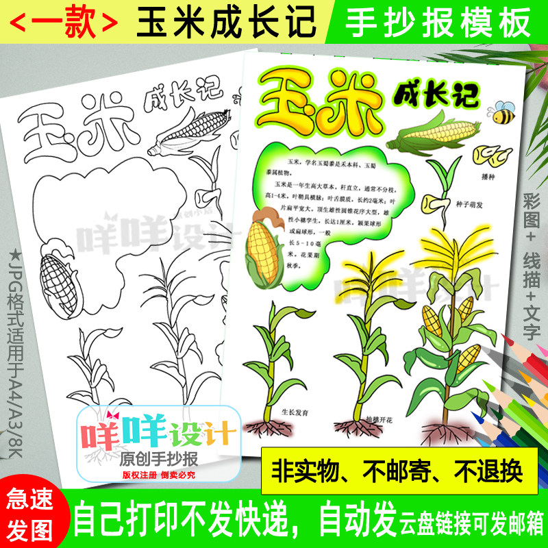 竖版玉米成长记手抄报黑白线描涂色空白学生植物观察自然笔记模板