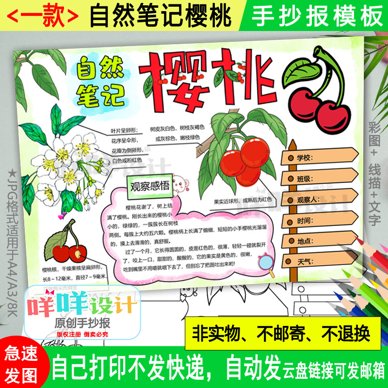 樱桃水果观察日记手抄报黑白线描涂色空白a4/a3/8k自然笔记模板
