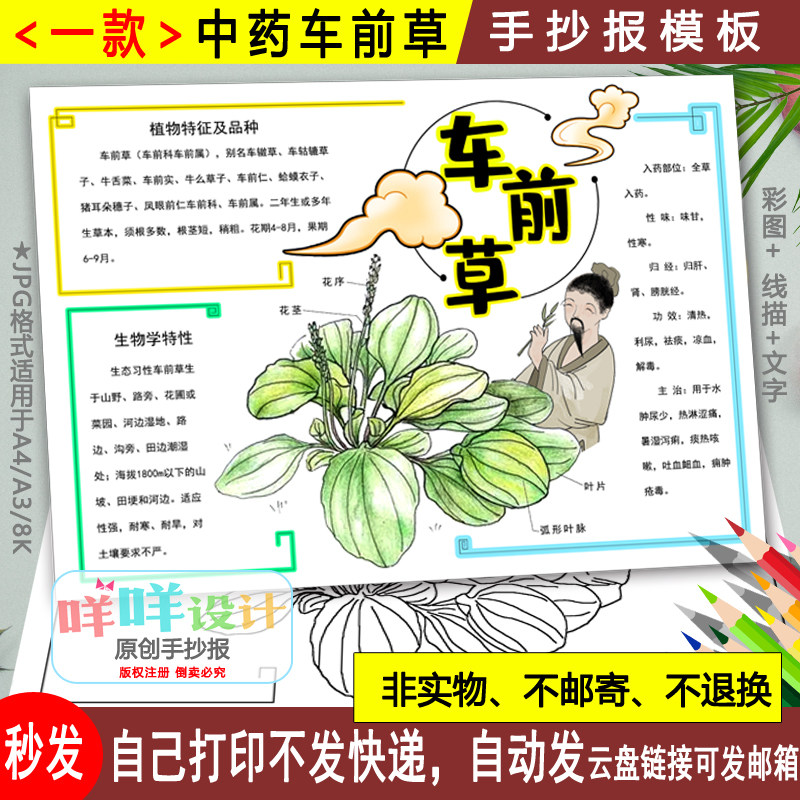 中药植物车前草手抄报模板黑白线描可涂色弘扬中医文化中草药小报