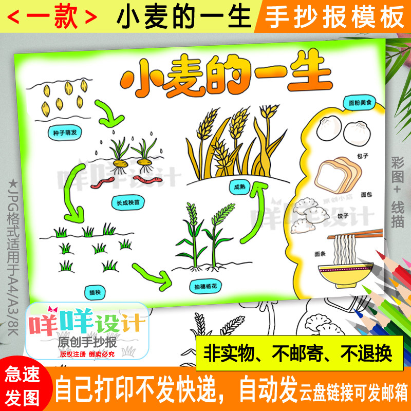 小麦的一生手抄报黑白线描涂色空白学生观察植物自然笔记小报模板