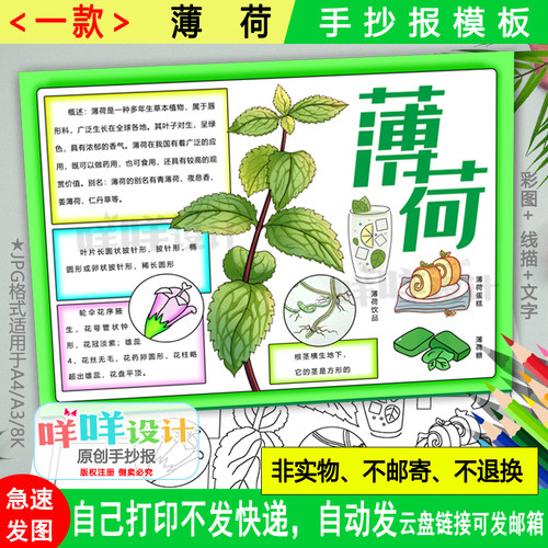 植物名片薄荷手抄报黑白线描涂色空白中药自然笔记小报A4A38K模板
