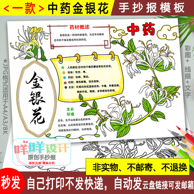 中药植物金银花手抄报模板黑白线描可涂色弘扬中医文化中草药小报