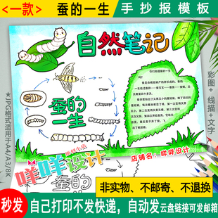蚕宝宝的一生自然笔记黑白线描涂色空白小学生观察日记手抄报模板