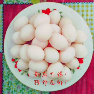 鸽子蛋一个 勿拍 补差专用