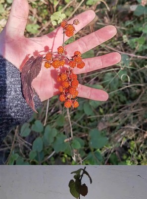 高粱泡 树苗腾梅野草莓果十月泡寒泡刺8月悬钩子庭院山地爬藤绿植